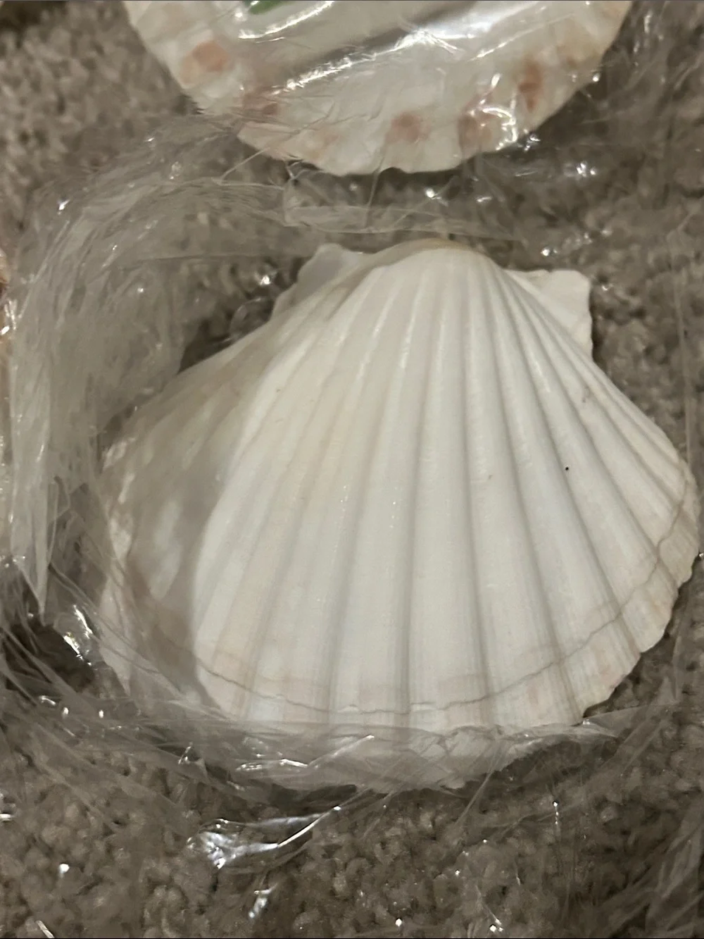Sea shells with bath bombs